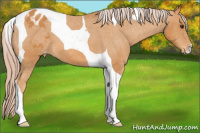 Horse Color:Palomino Tobiano Appaloosa