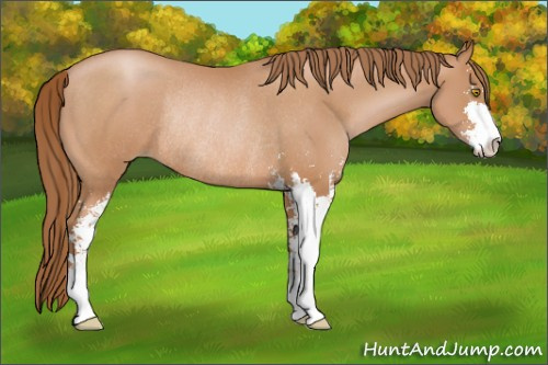 Horse Color: Bay Pearl Sabino Rabicano 