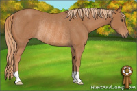 Horse Color:Chestnut Rabicano 