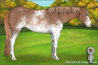 Horse Color:White Spotted Chestnut Rabicano 