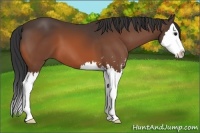Horse Color:Bay Sabino Splash 