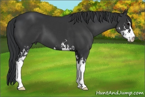 Horse Color: Black Sabino 