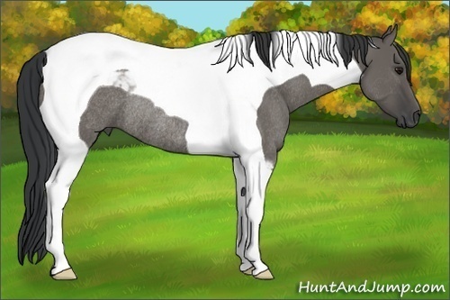 Horse Color: Grullo Tobiano Rabicano 