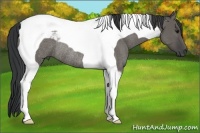 Horse Color:Grullo Tobiano Rabicano 