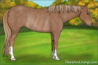Horse Color:Chestnut Rabicano 