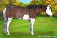 Horse Color:Bay Sabino Splash Rabicano 