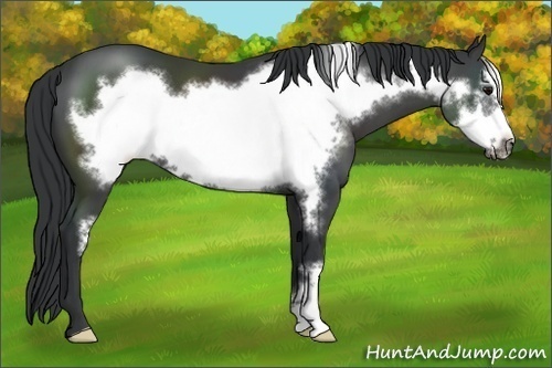 Horse Color: Black Frame 
