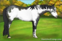 Horse Color:Black Frame 