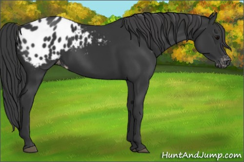 Horse Color: Unknown 