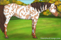 Horse Color:Bay Dun Appaloosa 