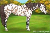Horse Color:Bay Dun Near Leopard 
