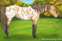 Horse Color:Buckskin Blanket