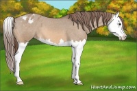Horse Color:Bay Dun Splash Appaloosa