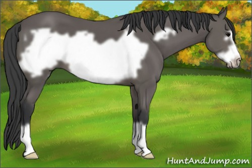 Horse Color: Brown Frame 