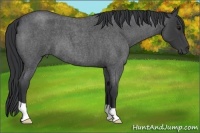 Horse Color:Blue Roan