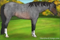 Horse Color:Brown Roan