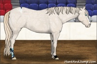 Horse Color:Smoky Creme Ice Roan Sabino Appaloosa Rabicano 