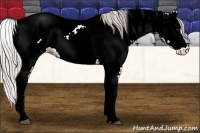 Horse Color:Silver Bay Tobiano Appaloosa