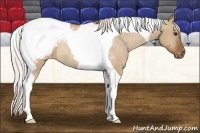 Horse Color:Silver Buckskin Dun Tobiano Appaloosa Rabicano 
