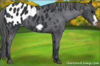 Horse Color:Brown Frame Appaloosa