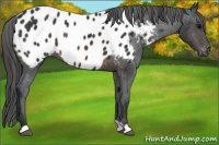 Horse Color:Brown Near Leopard Rabicano 