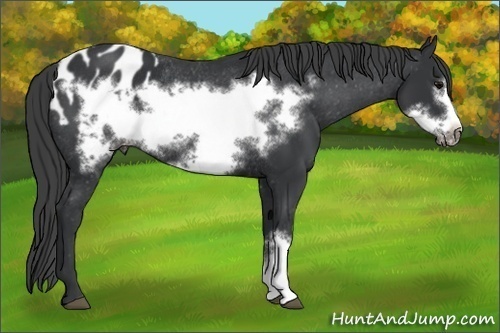 Horse Color: Black Frame Blanket Rabicano 