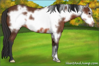 Horse Color:Bay Frame 