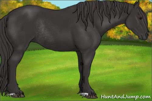 Horse Color: Buckskin Rabicano 