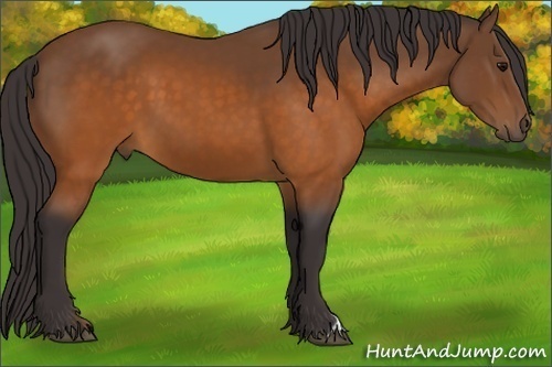 Horse Color: Buckskin 