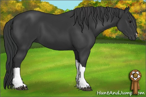 Horse Color: Black 