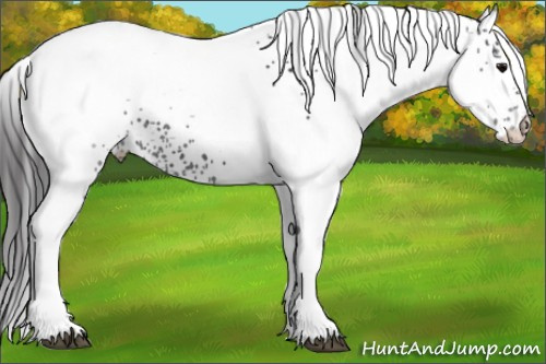Horse Color: White Spotted Smoky Black Rabicano 