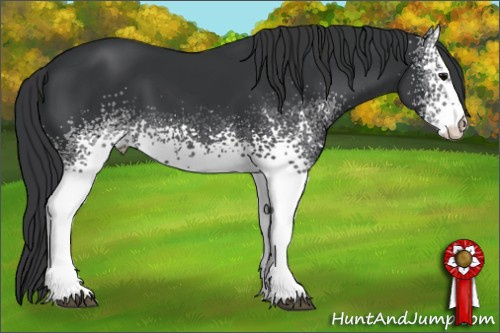 Horse Color: White Spotted Brown Rabicano 