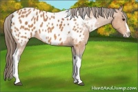 Horse Color:Bay Splash Tobiano Blanket  Brindle