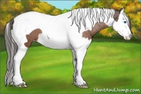 Horse Color:Bay Splash Tobiano Appaloosa Brindle