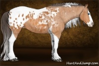 Horse Color:Bay Splash Tobiano Blanket  Brindle