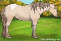 Horse Color:Amber Champagne Snowcap 