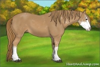 Horse Color:Chestnut Sabino 