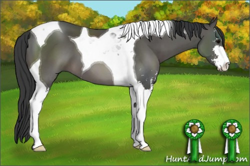 Horse Color: Black Sabino Tobiano 