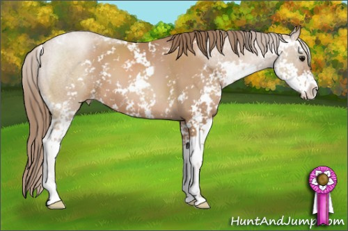 Horse Color: Black Pearl Sabino 