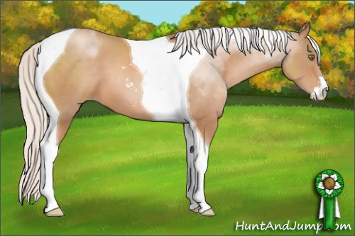 Horse Color: Silver Brown Pearl Sabino Tobiano 