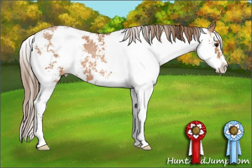 Horse Color: Black Pearl Sabino 