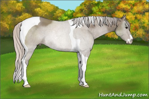 Horse Color: Silver Grullo Sabino Tobiano 