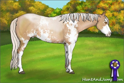 Horse Color: Silver Black Pearl Sabino 