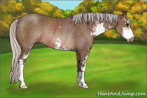 Horse Color: Silver Black Sabino Rabicano 