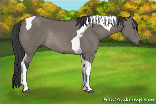 Horse Color: Grullo Sabino Tobiano Rabicano 