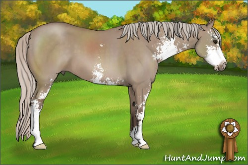 Horse Color: Silver Grullo Sabino 