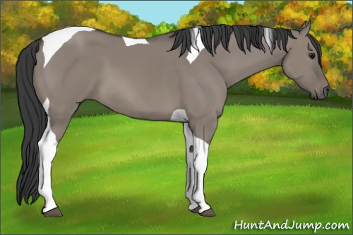 Horse Color: Grullo Sabino Tobiano 