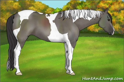 Horse Color: Smoky Grullo Tobiano 