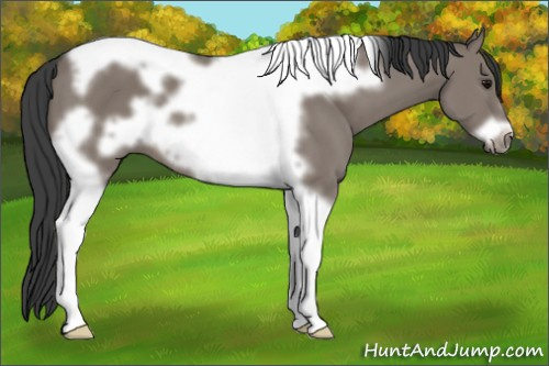 Horse Color: Grullo Tobiano Frame 