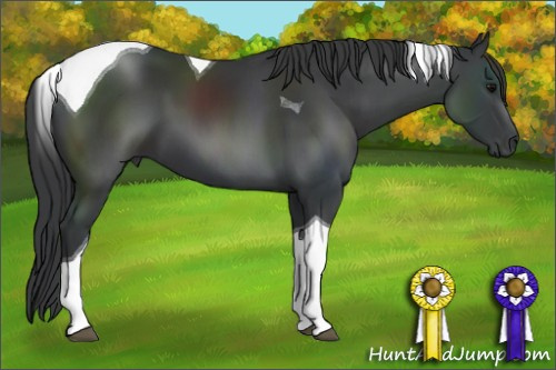Horse Color: Black Sabino Tobiano 
